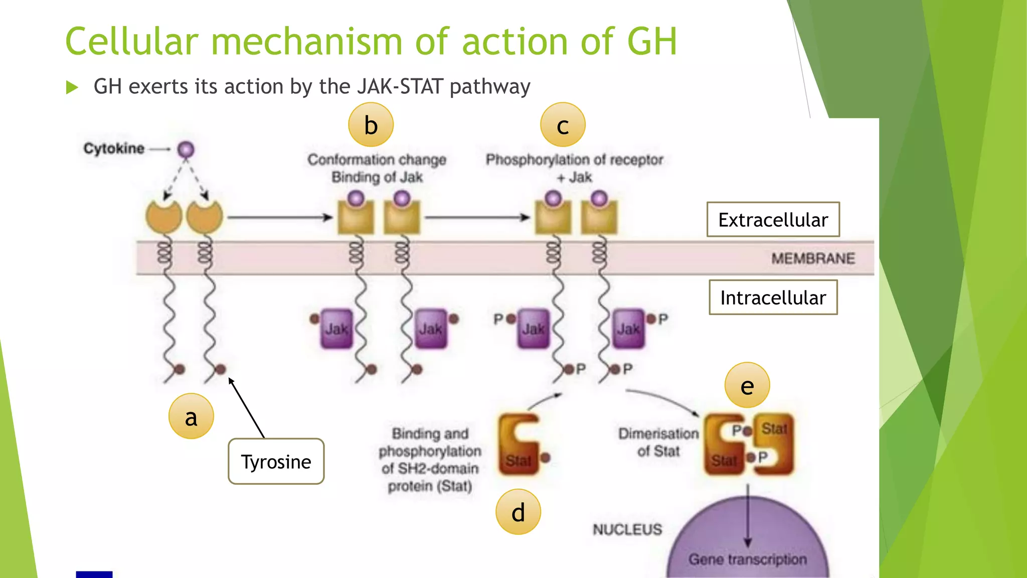 Cellular mechanism of action of GH
 GH exerts its action by the JAK-STAT pathway
Intracellular
Extracellular
a
b c
d
e
Tyrosine
 