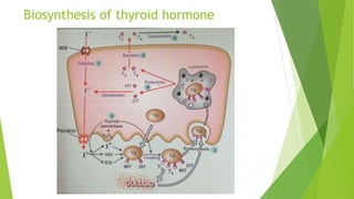 Molecular and cellular mechanism of action of hormones | PPTX