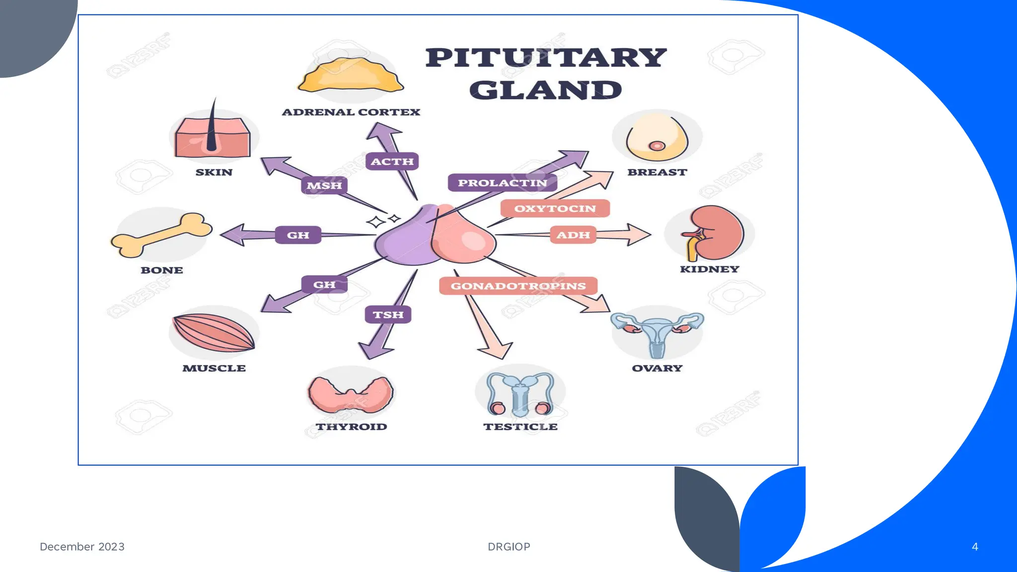 Molecular and Cellular Mechanism of Action of Hormones like Growth ...