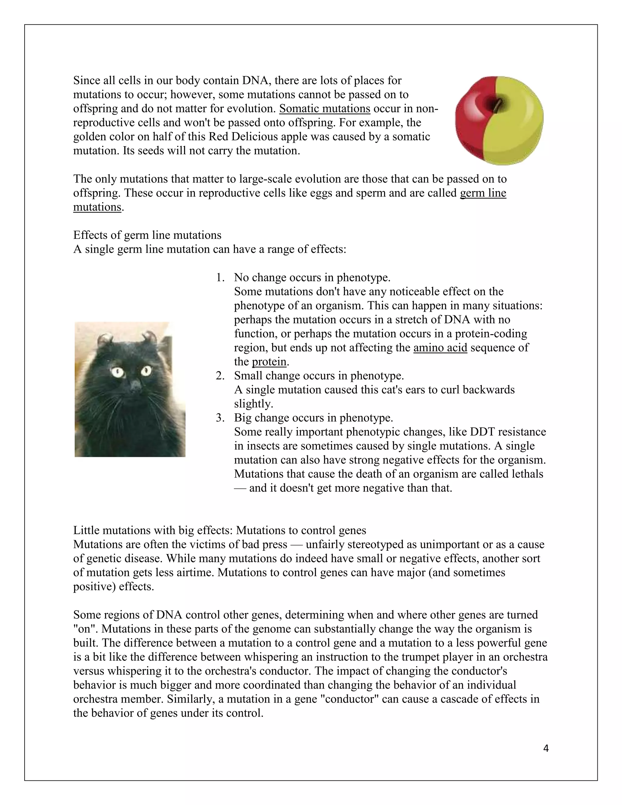 Since all cells in our body contain DNA, there are lots of places for
mutations to occur; however, some mutations cannot be passed on to
offspring and do not matter for evolution. Somatic mutations occur in non-
reproductive cells and won't be passed onto offspring. For example, the
golden color on half of this Red Delicious apple was caused by a somatic
mutation. Its seeds will not carry the mutation.

The only mutations that matter to large-scale evolution are those that can be passed on to
offspring. These occur in reproductive cells like eggs and sperm and are called germ line
mutations.

Effects of germ line mutations
A single germ line mutation can have a range of effects:

                              1. No change occurs in phenotype.
                                 Some mutations don't have any noticeable effect on the
                                 phenotype of an organism. This can happen in many situations:
                                 perhaps the mutation occurs in a stretch of DNA with no
                                 function, or perhaps the mutation occurs in a protein-coding
                                 region, but ends up not affecting the amino acid sequence of
                                 the protein.
                              2. Small change occurs in phenotype.
                                 A single mutation caused this cat's ears to curl backwards
                                 slightly.
                              3. Big change occurs in phenotype.
                                 Some really important phenotypic changes, like DDT resistance
                                 in insects are sometimes caused by single mutations. A single
                                 mutation can also have strong negative effects for the organism.
                                 Mutations that cause the death of an organism are called lethals
                                 — and it doesn't get more negative than that.


Little mutations with big effects: Mutations to control genes
Mutations are often the victims of bad press — unfairly stereotyped as unimportant or as a cause
of genetic disease. While many mutations do indeed have small or negative effects, another sort
of mutation gets less airtime. Mutations to control genes can have major (and sometimes
positive) effects.

Some regions of DNA control other genes, determining when and where other genes are turned
"on". Mutations in these parts of the genome can substantially change the way the organism is
built. The difference between a mutation to a control gene and a mutation to a less powerful gene
is a bit like the difference between whispering an instruction to the trumpet player in an orchestra
versus whispering it to the orchestra's conductor. The impact of changing the conductor's
behavior is much bigger and more coordinated than changing the behavior of an individual
orchestra member. Similarly, a mutation in a gene "conductor" can cause a cascade of effects in
the behavior of genes under its control.

                                                                                                   4
 
