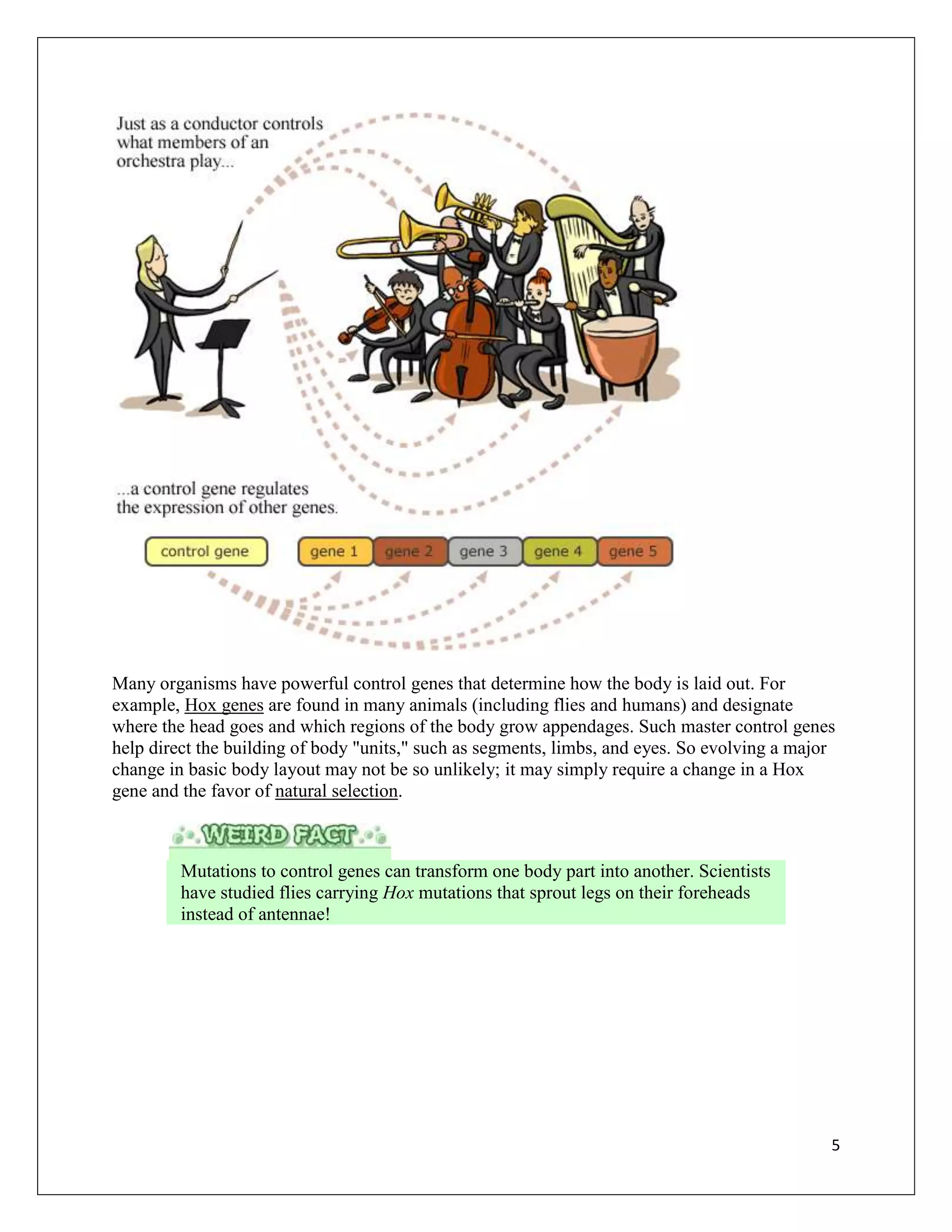 Many organisms have powerful control genes that determine how the body is laid out. For
example, Hox genes are found in many animals (including flies and humans) and designate
where the head goes and which regions of the body grow appendages. Such master control genes
help direct the building of body "units," such as segments, limbs, and eyes. So evolving a major
change in basic body layout may not be so unlikely; it may simply require a change in a Hox
gene and the favor of natural selection.



         Mutations to control genes can transform one body part into another. Scientists
         have studied flies carrying Hox mutations that sprout legs on their foreheads
         instead of antennae!




                                                                                               5
 