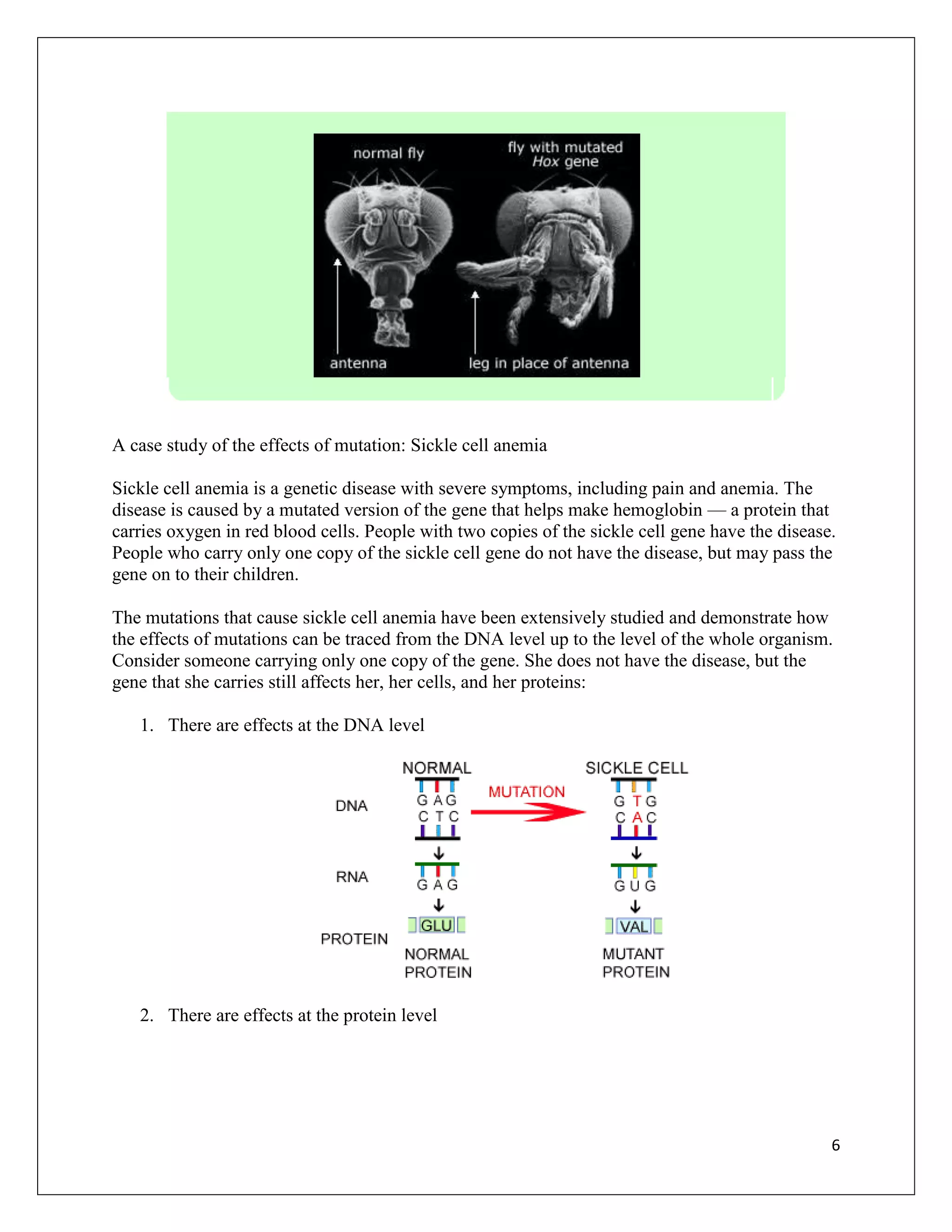 A case study of the effects of mutation: Sickle cell anemia

Sickle cell anemia is a genetic disease with severe symptoms, including pain and anemia. The
disease is caused by a mutated version of the gene that helps make hemoglobin — a protein that
carries oxygen in red blood cells. People with two copies of the sickle cell gene have the disease.
People who carry only one copy of the sickle cell gene do not have the disease, but may pass the
gene on to their children.

The mutations that cause sickle cell anemia have been extensively studied and demonstrate how
the effects of mutations can be traced from the DNA level up to the level of the whole organism.
Consider someone carrying only one copy of the gene. She does not have the disease, but the
gene that she carries still affects her, her cells, and her proteins:

   1. There are effects at the DNA level




   2. There are effects at the protein level




                                                                                                  6
 