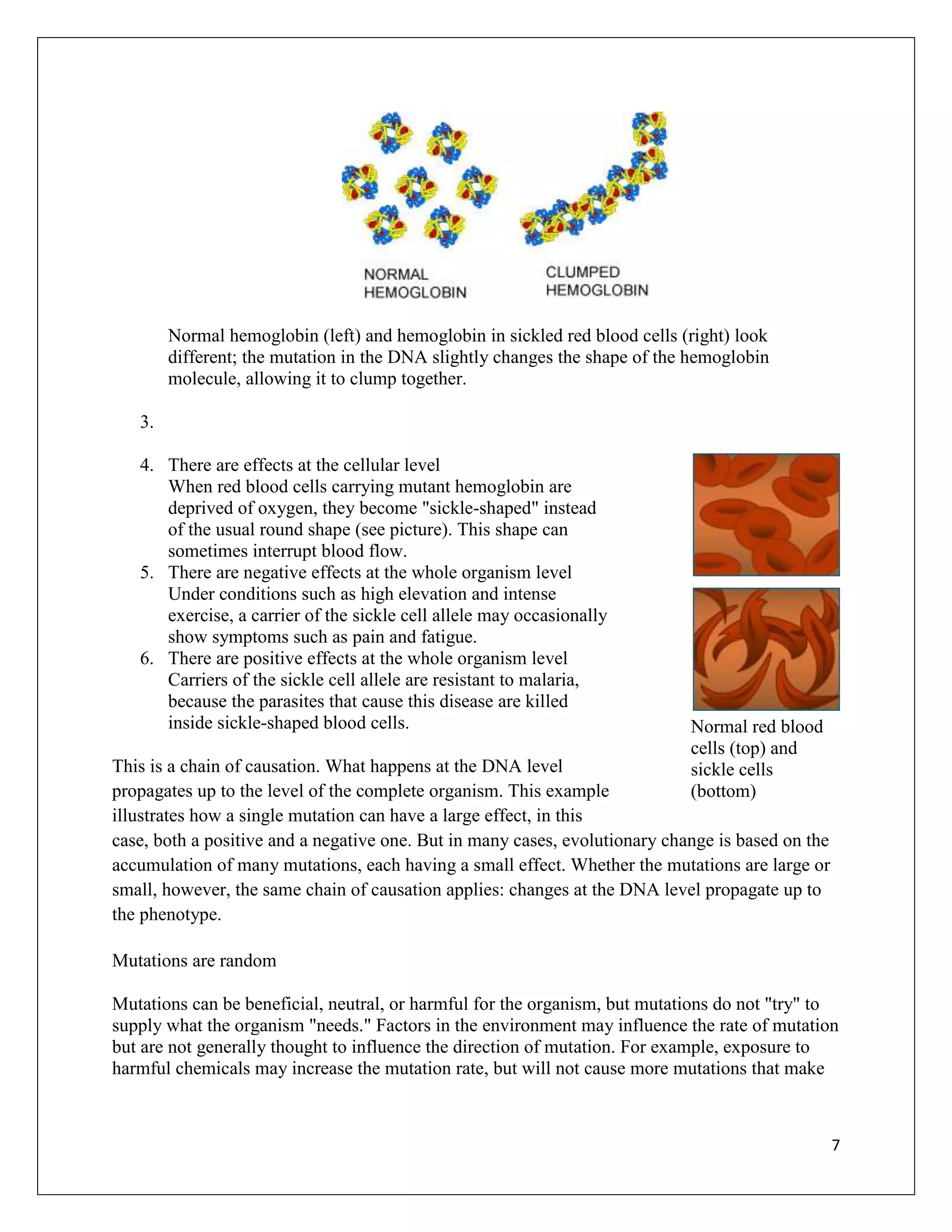 Normal hemoglobin (left) and hemoglobin in sickled red blood cells (right) look
        different; the mutation in the DNA slightly changes the shape of the hemoglobin
        molecule, allowing it to clump together.

   3.

   4. There are effects at the cellular level
      When red blood cells carrying mutant hemoglobin are
      deprived of oxygen, they become "sickle-shaped" instead
      of the usual round shape (see picture). This shape can
      sometimes interrupt blood flow.
   5. There are negative effects at the whole organism level
      Under conditions such as high elevation and intense
      exercise, a carrier of the sickle cell allele may occasionally
      show symptoms such as pain and fatigue.
   6. There are positive effects at the whole organism level
      Carriers of the sickle cell allele are resistant to malaria,
      because the parasites that cause this disease are killed
      inside sickle-shaped blood cells.                                      Normal red blood
                                                                             cells (top) and
This is a chain of causation. What happens at the DNA level                  sickle cells
propagates up to the level of the complete organism. This example            (bottom)
illustrates how a single mutation can have a large effect, in this
case, both a positive and a negative one. But in many cases, evolutionary change is based on the
accumulation of many mutations, each having a small effect. Whether the mutations are large or
small, however, the same chain of causation applies: changes at the DNA level propagate up to
the phenotype.

Mutations are random

Mutations can be beneficial, neutral, or harmful for the organism, but mutations do not "try" to
supply what the organism "needs." Factors in the environment may influence the rate of mutation
but are not generally thought to influence the direction of mutation. For example, exposure to
harmful chemicals may increase the mutation rate, but will not cause more mutations that make



                                                                                                   7
 