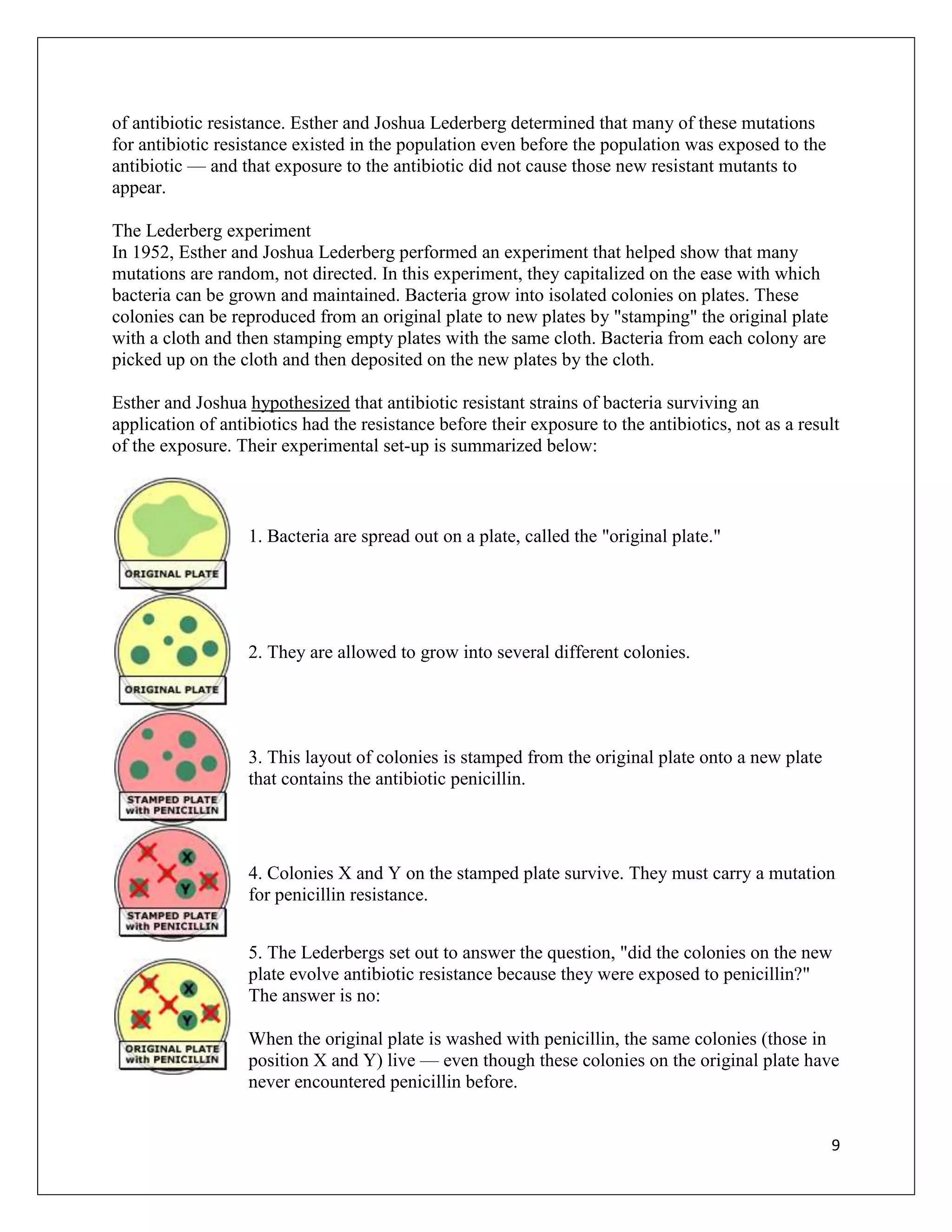 of antibiotic resistance. Esther and Joshua Lederberg determined that many of these mutations
for antibiotic resistance existed in the population even before the population was exposed to the
antibiotic — and that exposure to the antibiotic did not cause those new resistant mutants to
appear.

The Lederberg experiment
In 1952, Esther and Joshua Lederberg performed an experiment that helped show that many
mutations are random, not directed. In this experiment, they capitalized on the ease with which
bacteria can be grown and maintained. Bacteria grow into isolated colonies on plates. These
colonies can be reproduced from an original plate to new plates by "stamping" the original plate
with a cloth and then stamping empty plates with the same cloth. Bacteria from each colony are
picked up on the cloth and then deposited on the new plates by the cloth.

Esther and Joshua hypothesized that antibiotic resistant strains of bacteria surviving an
application of antibiotics had the resistance before their exposure to the antibiotics, not as a result
of the exposure. Their experimental set-up is summarized below:



                   1. Bacteria are spread out on a plate, called the "original plate."




                   2. They are allowed to grow into several different colonies.




                   3. This layout of colonies is stamped from the original plate onto a new plate
                   that contains the antibiotic penicillin.




                   4. Colonies X and Y on the stamped plate survive. They must carry a mutation
                   for penicillin resistance.


                   5. The Lederbergs set out to answer the question, "did the colonies on the new
                   plate evolve antibiotic resistance because they were exposed to penicillin?"
                   The answer is no:

                   When the original plate is washed with penicillin, the same colonies (those in
                   position X and Y) live — even though these colonies on the original plate have
                   never encountered penicillin before.


                                                                                                     9
 