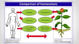 Comparison of homeostasis
Sweating
Shivering
Maintaining
ions + H2O
Level of RBC
balance
Cutinization
Transpiration
http://www.ool.co.uk/i
gcse/human -biology/
www.ontrack-
media.net/gateway/biology
 