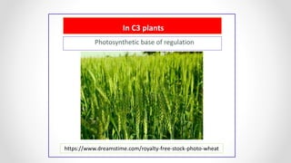 In C3 plants
Photosynthetic base of regulation
https://www.dreamstime.com/royalty-free-stock-photo-wheat
 