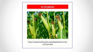 In C4 plants
https://upload.wikimedia.org/wikipedia/common
s/1/1a/maize
 