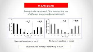 In CAM plants
Drought adaptation with CAM involves the use
of different storage carbohydrate pools
Ceusters J 2009 Plant Sign Behav 4 (3): 212-214
Nocturnal breakdown of starch Nocturnal breakdown of malate
 