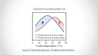Yamori W 2012 Plant Physiol doi: 10.1007/s11120-013-9874-6
Temperature based photosynthetic rate
 