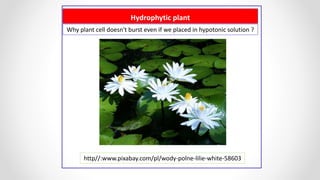 Hydrophytic plant
http//:www.pixabay.com/pl/wody-polne-lilie-white-58603
Why plant cell doesn't burst even if we placed in hypotonic solution ?
 