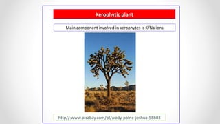 Xerophytic plant
http//:www.pixabay.com/pl/wody-polne-joshua-58603
Main component involved in xerophytes is K/Na ions
 