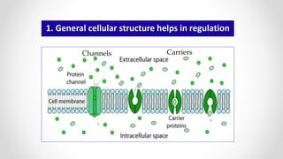 1. General cellular structure helps in regulation
Channels Carriers
 