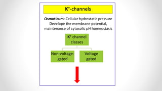 K⁺-channels
Osmoticum: Cellular hydrostatic pressure
Develope the membrane potential,
maintenance of cytosolic pH homeostasis
K⁺ channel
classes
Non-voltage-
gated
Voltage
gated
 