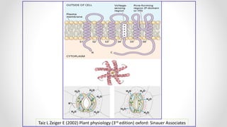 Taiz L Zeiger E (2002) Plant physiology (3rd edition) oxford: Sinauer Associates
 