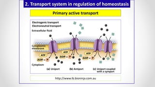 2. Transport system in regulation of homeostasis
http://www.ib.bioninja.com.au
Primary active transport
Electrogenic transport
Electroneutral transport
 