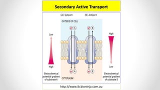 Secondary Active Transport
http://www.ib.bioninja.com.au
 