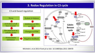 3. Redox Regulation in C3 cycle
C3 acid-based regulation
Michelet L el.al 2013 Front pl sci doi: 10.3389/fpls.2013 .00470
Stress
Activation of all
four enzyme
Elevated level of
carbohydrates
Homeostasis
imbalance
Negative feedback
Changes in PTM
Inhibition of TRX
synthesis
System in balance
 