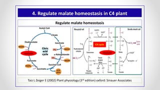 4. Regulate malate homeostasis in C4 plant
Regulate malate homeostasis
Taiz L Zeiger E (2002) Plant physiology (3rd edition) oxford: Sinauer Associates
malatemalate
C4 cycle
 