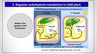 5. Regulate carbohydrate metabolism in CAM plant
Ceusters J 2009 Plant Sign Behav 4 (3): 212-214
Malate is the
regulator of PH
homeostasis
 
