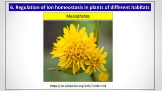 https://en.wikipedia.org/wiki/Goldenrod
Mesophytes
6. Regulation of ion homeostasis in plants of different habitats
 