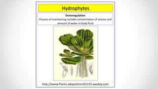 Hydrophytes
Osmoregulation
Process of maintaining suitable concentration of solutes and
amount of water in body fluid
http://www.Plants adaptations91155.weebly.com
 