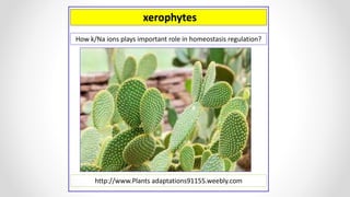 xerophytes
http://www.Plants adaptations91155.weebly.com
How k/Na ions plays important role in homeostasis regulation?
 