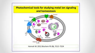 Photochemical tools for studying metal ion signaling
and homeostasis
Hannah W. 2012 Biochem Pls 51, 7212−7224
 