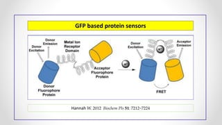 GFP based protein sensors
Hannah W. 2012 Biochem Pls 51: 7212−7224
 