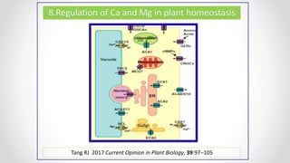 8.Regulation of Ca and Mg in plant homeostasis
Tang RJ 2017 Current Opinion in Plant Biology, 39:97–105
 