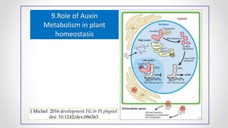 9.Role of Auxin
Metabolism in plant
homeostasis
J Michel 2016 development FG & Pl physiol
doi: 10.1242/dev.086363
 