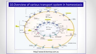 http//:www.ib.bioninja.com.au
10.Overview of various transport system in homeostasis
 