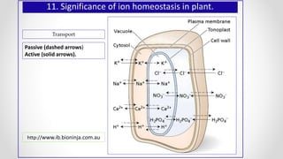 11. Significance of ion homeostasis in plant.
Passive (dashed arrows)
Active (solid arrows).
http://www.ib.bioninja.com.au
Transport
 