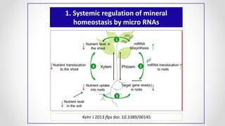 1. Systemic regulation of mineral
homeostasis by micro RNAs
Kehr J 2013 flps doi: 10.3389/00145
 