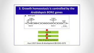 3. Growth homeostasis is controlled by the
Arabidopsis BON1 genes
Hua J 2017 Genes & development 15:2263–2272
mRNA
Protein
Size of apical meristem
 