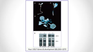 Hua J 2017 Genes & development 15:2263–2272
 