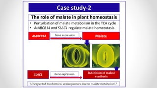 The role of malate in plant homeostasis
• Perturbation of malate metabolism in the TCA cycle
• AtABCB14 and SLAC1 regulate malate homeostasis
Case study-2
AtABCB14 Gene expression Malate
SLAC1 Gene expression Inhibition of malate
synthesis
1. 2.
Unexpected biochemical consequences due to malate metabolism?
 