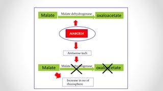 Malate oxaloacetateMalate dehydrogenase
AtABCB14
Antisense tech
Malate oxaloacetateMalate dehydrogenase
Increase in no of
rhizosphere
 