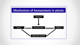 Effector
Regulated variable
Control center
Set point
Sensor
Mechanism of homeostasis in plants
 