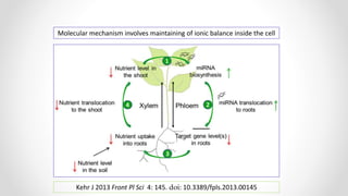 Molecular mechanism involves maintaining of ionic balance inside the cell
Kehr J 2013 Front Pl Sci 4: 145. doi: 10.3389/fpls.2013.00145
 