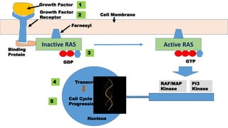 Molecular basis of cancer oncogenes and cancer | PDF