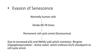 • Evasion of Senescence
Normally human cells
Divide 60-70 times
Permanent cell cycle arrest (Senescence)
Due to increased ...