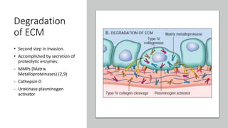 Migration and
invasion of
tumor cells
• Locomotion : Final step of
invasion
• Propelling tumor cells through
degradation o...