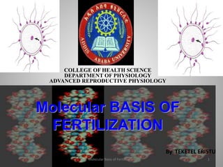 COLLEGE OF HEALTH SCIENCE
DEPARTMENT OF PHYSIOLOGY
ADVANCED REPRODUCTIVE PHYSIOLOGY
Molecular BASIS OF
FERTILIZATION
By TEKETEL ERISTU
1Molecular Basis of Fertilization
 