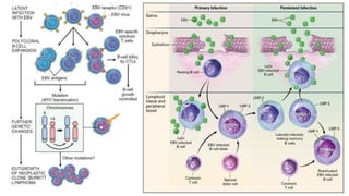 Molecular basis of head and neck cancer | PPTX