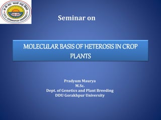 Seminar on
MOLECULAR BASISOF HETEROSISIN CROP
PLANTS
Pradyum Maurya
M.Sc.
Dept. of Genetics and Plant Breeding
DDU Gorakhpur University
 