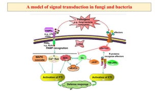 molecular basis of host pathogen interaction lecture 11 and 12.pdf