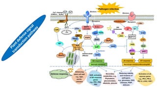 molecular basis of host pathogen interaction lecture 11 and 12.pdf