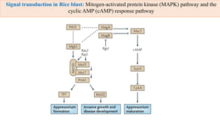 molecular basis of host pathogen interaction lecture 11 and 12.pdf