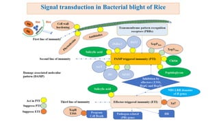 molecular basis of host pathogen interaction lecture 11 and 12.pdf
