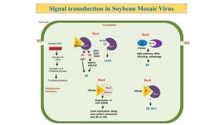 molecular basis of host pathogen interaction lecture 11 and 12.pdf